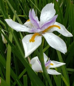 African Iris, Wild Iris, Cape Iris, Fortnight Lily, Fortnight Iris, Dietes, Dietes iridioides, Moraea vegeta